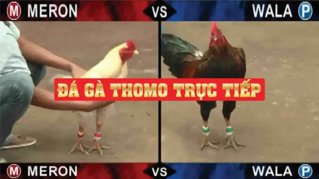 Trực tiếp đá gà thomo tại nhà cái k9win