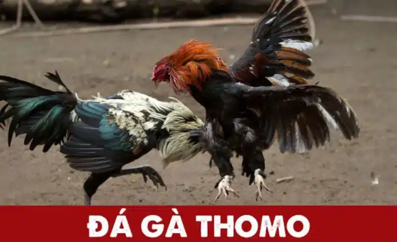 Đá gà Thomo là gì? Cá cước đá gà Thomo tại K9win