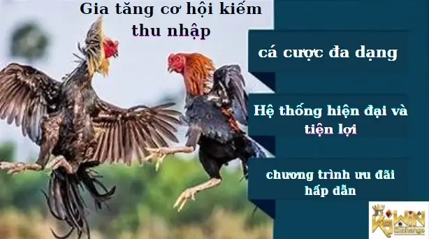 Lọi ích khi tham gia cá cược đá gà tại K9win