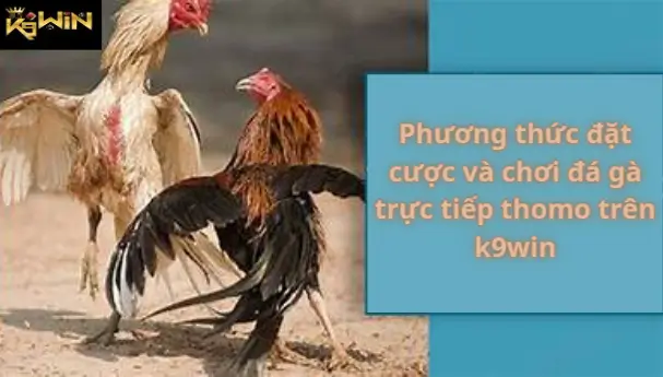 Mẹo đặt cược đá gà thomo tại K9win